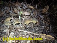 /home//u458753944/public_html/sourcegallery///////////////////////////////////////////Roxborough Toad Detour/2013-2019/2016/2016-03-31/P3310572.JPG